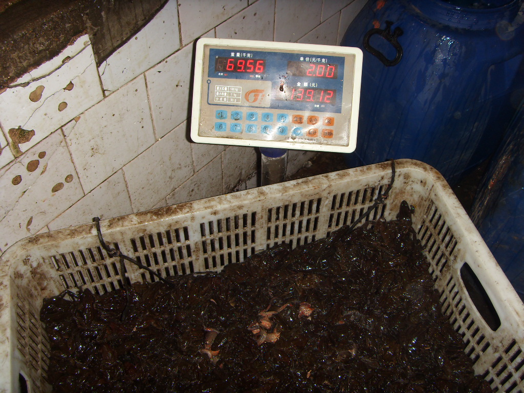 SDC16480.JPG