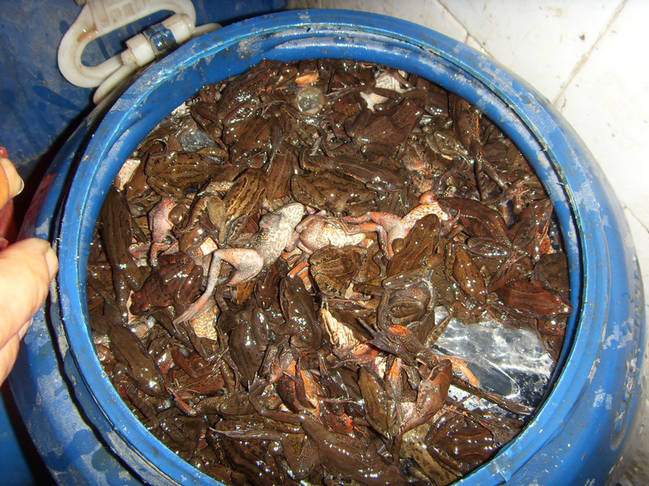 SDC16578.JPG