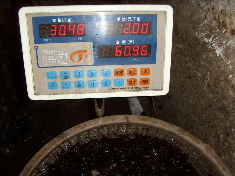 SDC17466.JPG