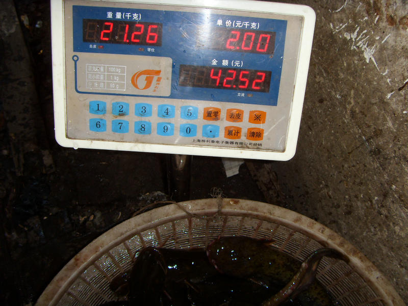 SDC17437.JPG