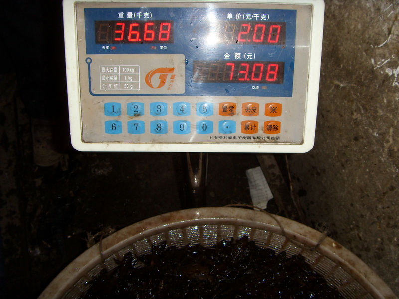 SDC17455.JPG